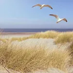Apartment Studio-apartment Piccolino 26, Timmendorfer Strand- Strandkorb Inklusive & Privaten Zugang Zur Ostsee