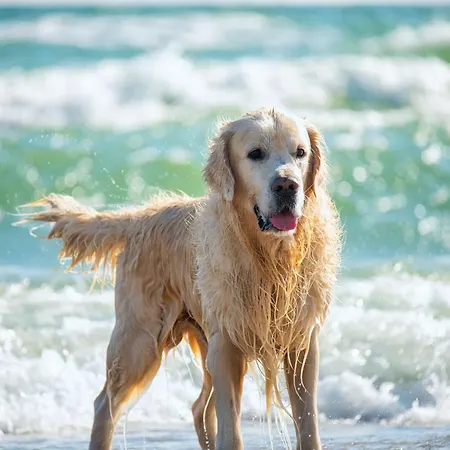 Studio-apartment Piccolino 26, Timmendorfer Strand- Strandkorb Inklusive&privater Strandzugang Apartment Timmendorfer Strand