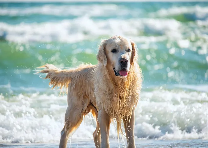 Studio-apartment Piccolino 26, Timmendorfer Strand- Strandkorb Inklusive & Privaten Zugang Zur Ostsee 公寓 蒂门多弗施特兰德